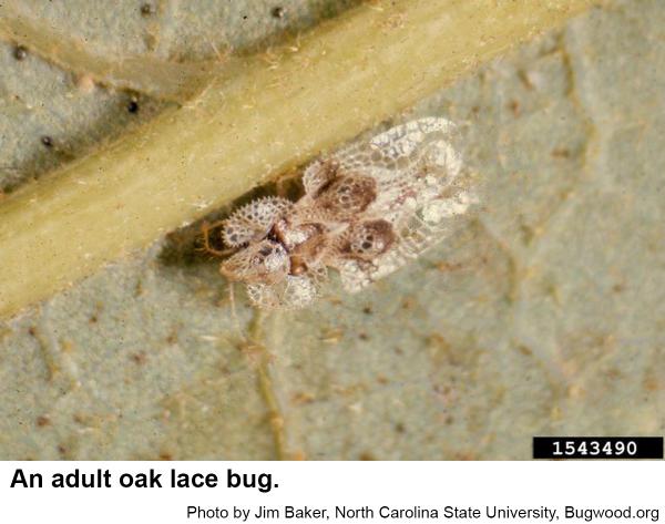 Thumbnail image for Oak Lace Bug